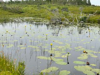 Photo of a greyed, dead tree, toppled over, lying partially-exposed in a small pond/bog, which is dotted with waterlillies and their pad-like leaves. Surrounding the pond is the characteristic dense carpet of forest undergrowth that can be found across Atlantic Canada, interspersed chiefly with small coniferous trees, which can also be seen in greater size and number in the background, beyond a field of undergrowth.