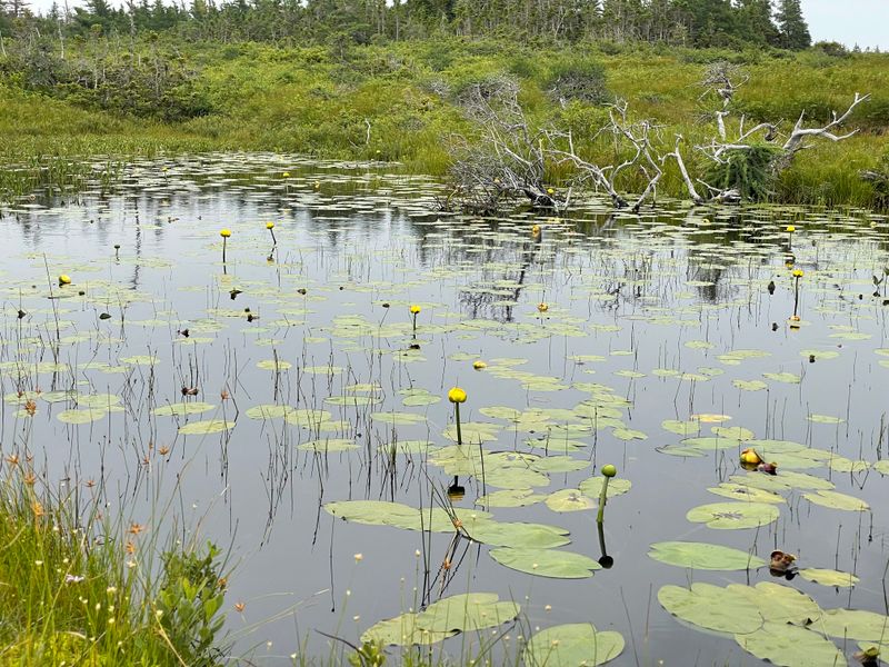 Photo of a greyed, dead tree, toppled over, lying partially-exposed in a small pond/bog, which is dotted with waterlillies and their pad-like leaves. Surrounding the pond is the characteristic dense carpet of forest undergrowth that can be found across Atlantic Canada, interspersed chiefly with small coniferous trees, which can also be seen in greater size and number in the background, beyond a field of undergrowth.