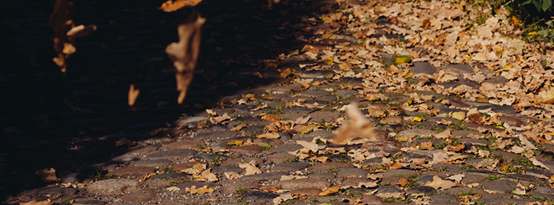 a photograph of a cobblestone path littered with fallen brown and yellow leaves, indicating autumn and the trees' shadows losing their density