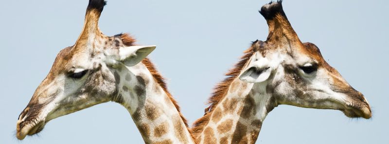 a photograph of two giraffes, up-close on their heads and upper necks, each looking away from each other